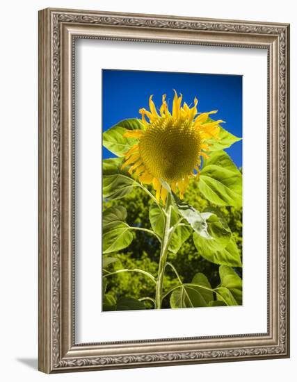 Maine, Wiscasset, Sunflower-Walter Bibikow-Framed Photographic Print