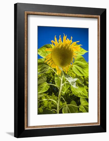 Maine, Wiscasset, Sunflower-Walter Bibikow-Framed Photographic Print