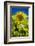 Maine, Wiscasset, Sunflower-Walter Bibikow-Framed Photographic Print
