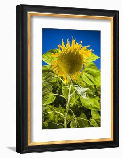 Maine, Wiscasset, Sunflower-Walter Bibikow-Framed Photographic Print