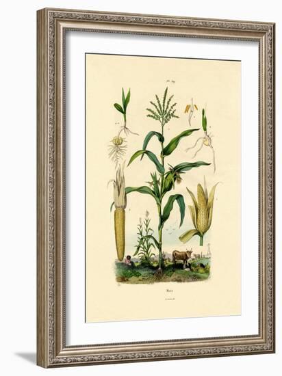 Maize, 1833-39-null-Framed Giclee Print