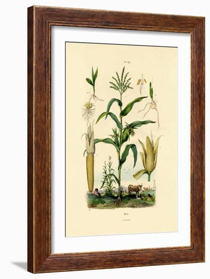 Maize, 1833-39-null-Framed Giclee Print