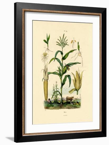 Maize, 1833-39-null-Framed Giclee Print