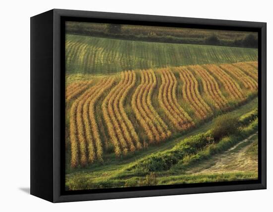 Maize Fields Near Geaune, Landes, Aquitaine, France-Michael Busselle-Framed Premier Image Canvas