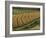 Maize Fields Near Geaune, Landes, Aquitaine, France-Michael Busselle-Framed Photographic Print