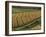 Maize Fields Near Geaune, Landes, Aquitaine, France-Michael Busselle-Framed Photographic Print