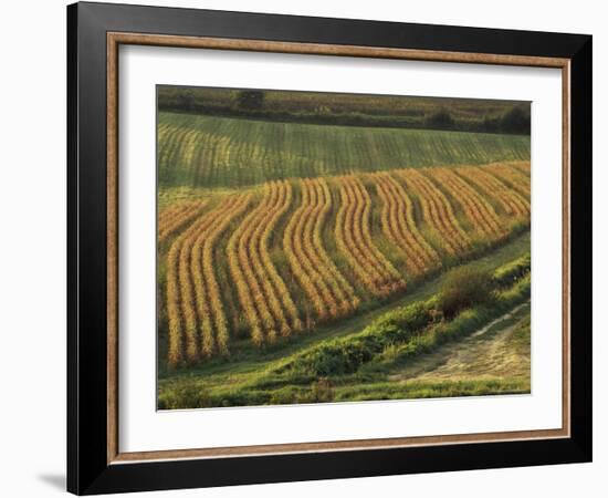 Maize Fields Near Geaune, Landes, Aquitaine, France-Michael Busselle-Framed Photographic Print