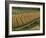 Maize Fields Near Geaune, Landes, Aquitaine, France-Michael Busselle-Framed Photographic Print