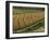 Maize Fields Near Geaune, Landes, Aquitaine, France-Michael Busselle-Framed Photographic Print