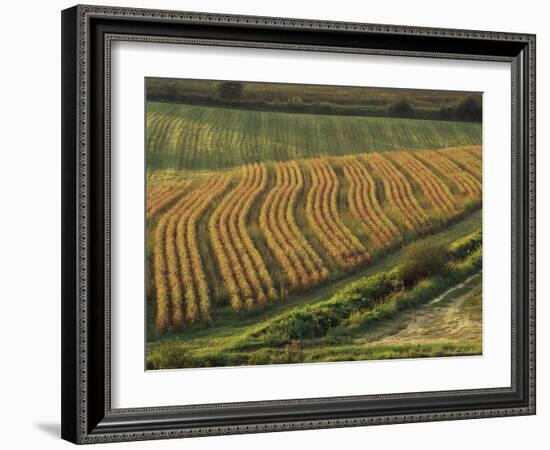 Maize Fields Near Geaune, Landes, Aquitaine, France-Michael Busselle-Framed Photographic Print