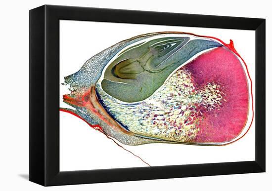 Maize Niblet, Light Micrograph-Dr. Keith Wheeler-Framed Premier Image Canvas