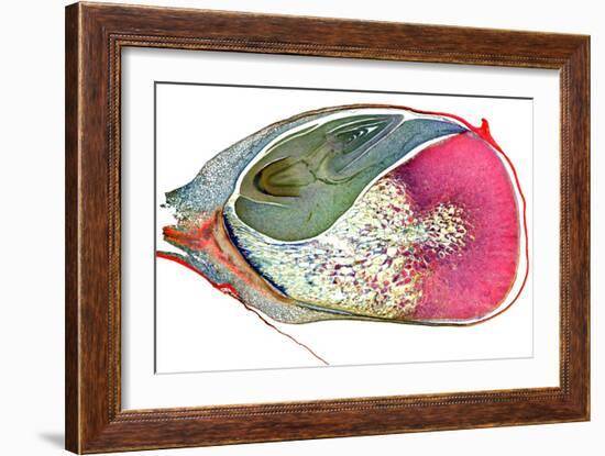 Maize Niblet, Light Micrograph-Dr. Keith Wheeler-Framed Photographic Print