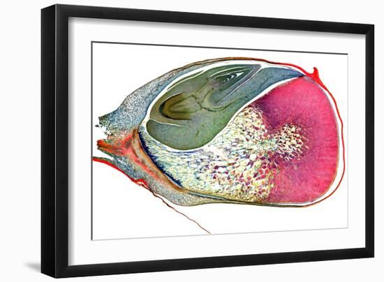 Maize Niblet, Light Micrograph-Dr. Keith Wheeler-Framed Photographic Print