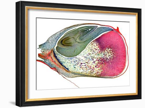 Maize Niblet, Light Micrograph-Dr. Keith Wheeler-Framed Photographic Print