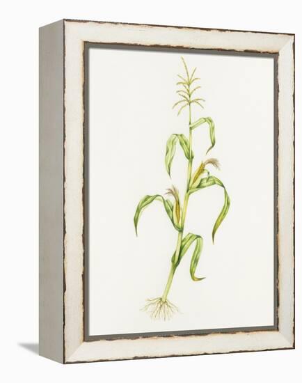 Maize (Zea Mays)-Lizzie Harper-Framed Premier Image Canvas