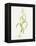Maize (Zea Mays)-Lizzie Harper-Framed Premier Image Canvas