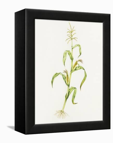 Maize (Zea Mays)-Lizzie Harper-Framed Premier Image Canvas