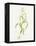 Maize (Zea Mays)-Lizzie Harper-Framed Premier Image Canvas