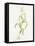 Maize (Zea Mays)-Lizzie Harper-Framed Premier Image Canvas