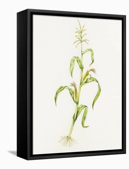 Maize (Zea Mays)-Lizzie Harper-Framed Premier Image Canvas