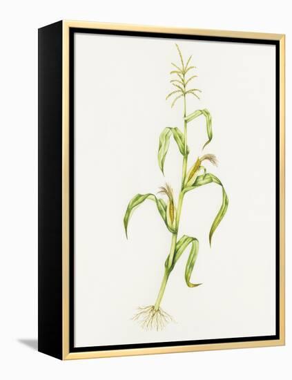 Maize (Zea Mays)-Lizzie Harper-Framed Premier Image Canvas