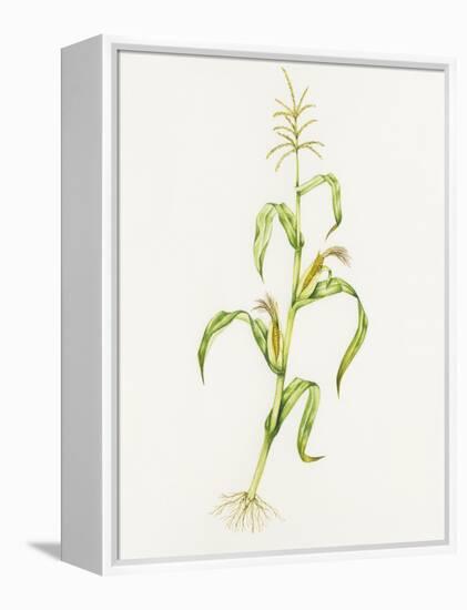 Maize (Zea Mays)-Lizzie Harper-Framed Premier Image Canvas