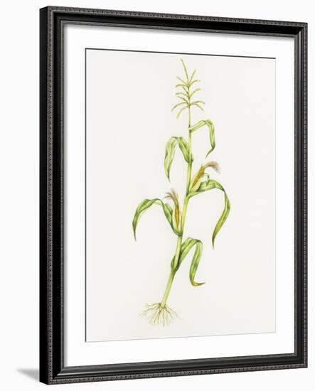 Maize (Zea Mays)-Lizzie Harper-Framed Photographic Print