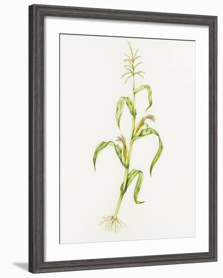 Maize (Zea Mays)-Lizzie Harper-Framed Photographic Print