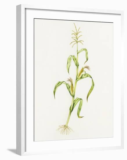 Maize (Zea Mays)-Lizzie Harper-Framed Photographic Print