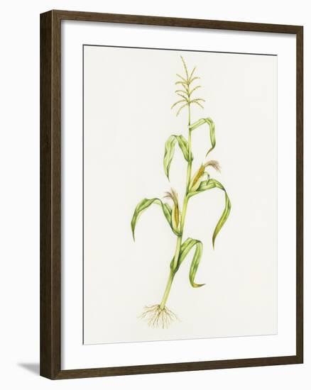 Maize (Zea Mays)-Lizzie Harper-Framed Photographic Print