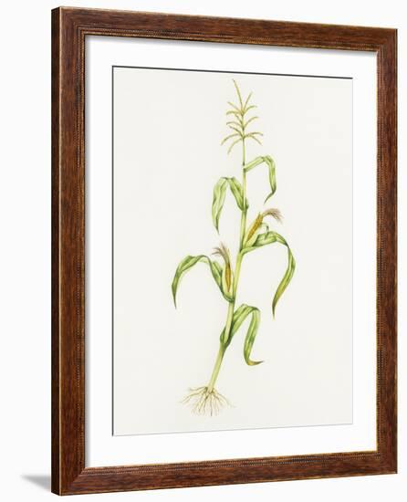 Maize (Zea Mays)-Lizzie Harper-Framed Photographic Print