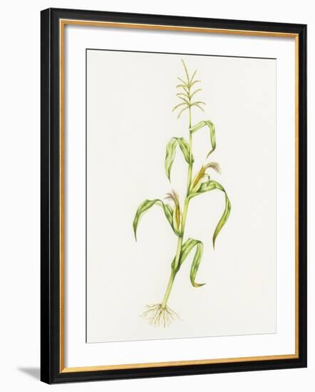 Maize (Zea Mays)-Lizzie Harper-Framed Photographic Print