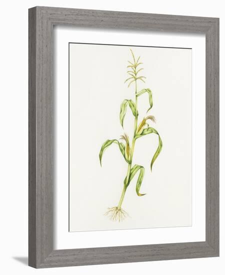 Maize (Zea Mays)-Lizzie Harper-Framed Photographic Print