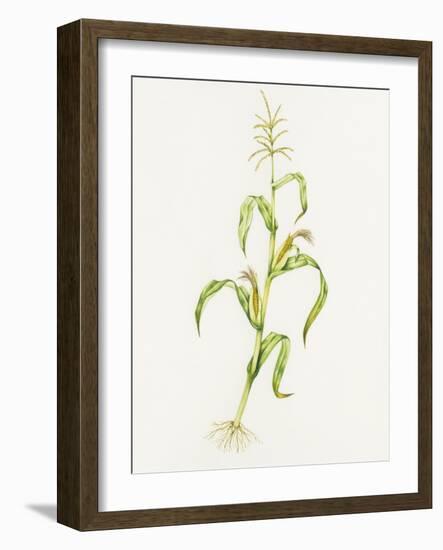 Maize (Zea Mays)-Lizzie Harper-Framed Photographic Print