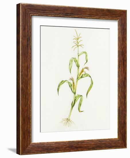 Maize (Zea Mays)-Lizzie Harper-Framed Photographic Print