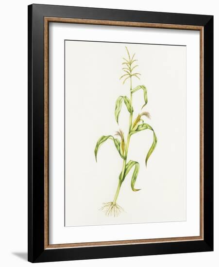 Maize (Zea Mays)-Lizzie Harper-Framed Photographic Print