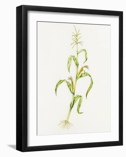 Maize (Zea Mays)-Lizzie Harper-Framed Photographic Print