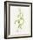 Maize (Zea Mays)-Lizzie Harper-Framed Photographic Print