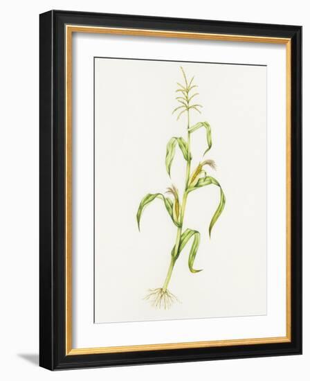 Maize (Zea Mays)-Lizzie Harper-Framed Photographic Print