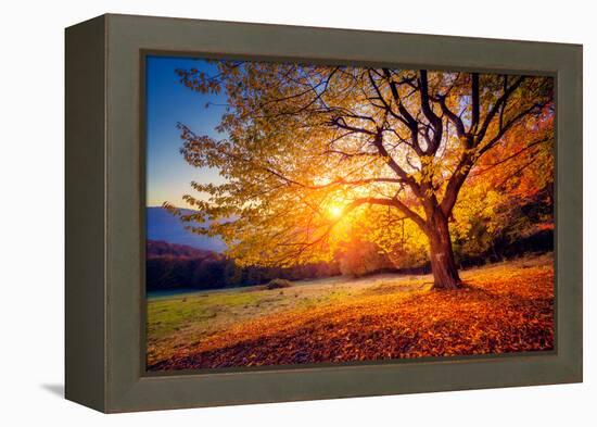 Majestic Alone Beech Tree on a Hill Slope with Sunny Beams at Mountain Valley. Dramatic Colorful Mo-Leonid Tit-Framed Premier Image Canvas