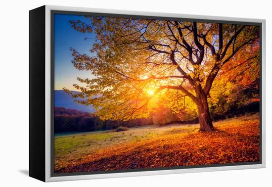 Majestic Alone Beech Tree on a Hill Slope with Sunny Beams at Mountain Valley. Dramatic Colorful Mo-Leonid Tit-Framed Premier Image Canvas
