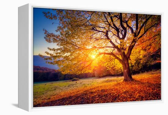 Majestic Alone Beech Tree on a Hill Slope with Sunny Beams at Mountain Valley. Dramatic Colorful Mo-Leonid Tit-Framed Premier Image Canvas