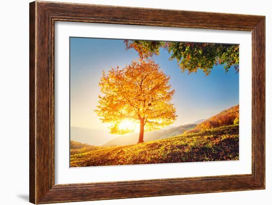 Majestic Alone Beech Tree on a Hill Slope with Sunny Beams at Mountain Valley. Dramatic Colorful Mo-Leonid Tit-Framed Photographic Print