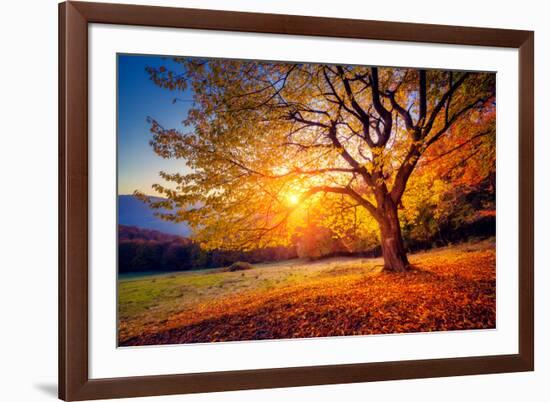 Majestic Alone Beech Tree on a Hill Slope with Sunny Beams at Mountain Valley. Dramatic Colorful Mo-Leonid Tit-Framed Photographic Print