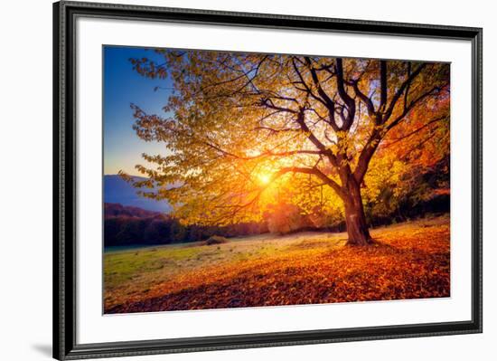 Majestic Alone Beech Tree on a Hill Slope with Sunny Beams at Mountain Valley. Dramatic Colorful Mo-Leonid Tit-Framed Photographic Print