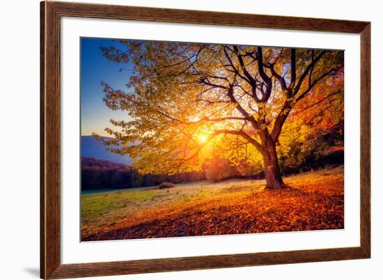 Majestic Alone Beech Tree on a Hill Slope with Sunny Beams at Mountain Valley. Dramatic Colorful Mo-Leonid Tit-Framed Photographic Print