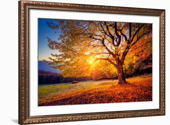 Majestic Alone Beech Tree on a Hill Slope with Sunny Beams at Mountain Valley. Dramatic Colorful Mo-Leonid Tit-Framed Photographic Print