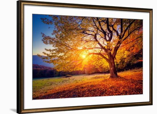 Majestic Alone Beech Tree on a Hill Slope with Sunny Beams at Mountain Valley. Dramatic Colorful Mo-Leonid Tit-Framed Photographic Print