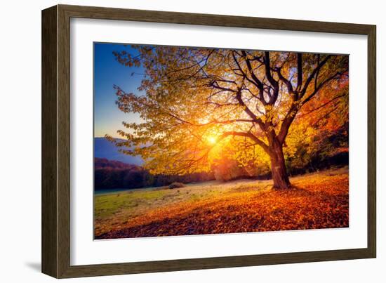 Majestic Alone Beech Tree on a Hill Slope with Sunny Beams at Mountain Valley. Dramatic Colorful Mo-Leonid Tit-Framed Photographic Print