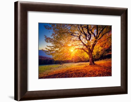 Majestic Alone Beech Tree on a Hill Slope with Sunny Beams at Mountain Valley. Dramatic Colorful Mo-Leonid Tit-Framed Photographic Print